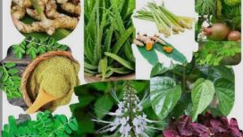 Tanaman Obat Keluarga (TOGA), warisan pengobatan tradisional Indonesia.